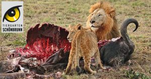Löwen fressen Büffel