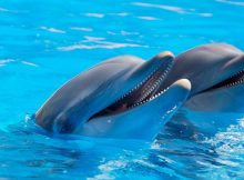 Zwei vergnügte Delfine