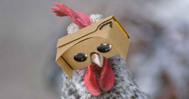 Käfighuhn dank VR-Brille ab sofort Freilandhuhn