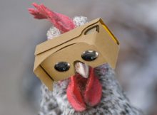 Käfighuhn dank VR-Brille ab sofort Freilandhuhn