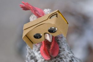 Käfighuhn dank VR-Brille ab sofort Freilandhuhn