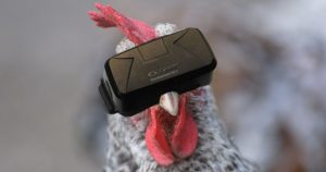 Käfighühner geben dank VR nun Freilandeier