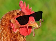 Blindes Huhn findet sensationell einen Wurm