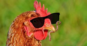 Blindes Huhn findet sensationell einen Wurm
