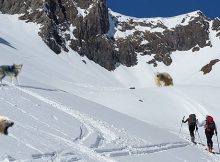 Tiergärten stellen Wildtiere für den Alpinraum zur Verfügung