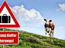 Immer mehr Koffer unterwegs: Almkühe sollen durch Warnschilder auf Gefahr hingewiesen werden