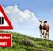 Immer mehr Koffer unterwegs: Almkühe sollen durch Warnschilder auf Gefahr hingewiesen werden