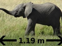 Babyelefant gewachsen: Mindestabstand erhöht sich auf 1,19 Meter
