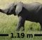 Babyelefant gewachsen: Mindestabstand erhöht sich auf 1,19 Meter