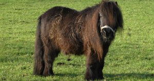 Traurig: Das Over the Ocean Pony ist tot